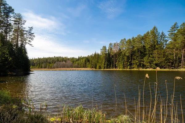 Lago Cercado Por Uma Bela Floresta — Fotografia de Stock