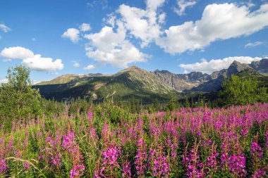 Tatras dağlarının manzarası ve Gasienicowa vadisinde renkli çiçekler..