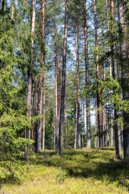 Güneş ışınlarıyla aydınlatılan güzel ormanın manzarası.
