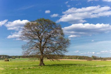 Yaz günü tarlada yapayalnız bir ağaç.