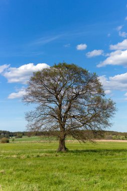Yaz günü tarlada yapayalnız bir ağaç.