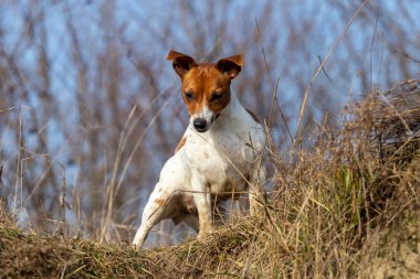 Güzel Jack Russell Terrier çimlerin üzerinde