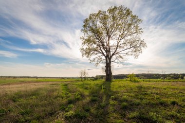 Yaz günü tarlada yapayalnız bir ağaç.