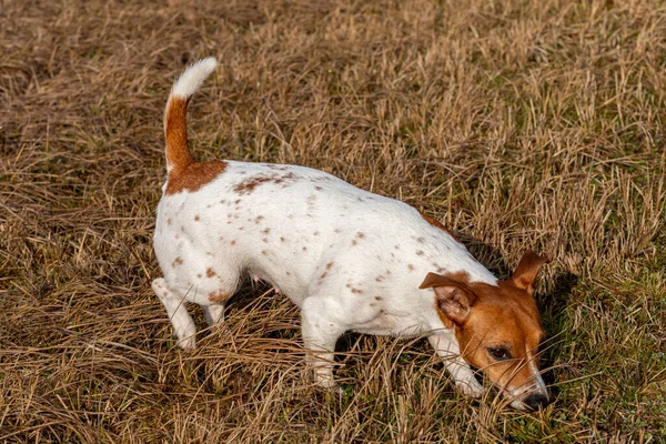 Piękny Jack Russell Terrier Trawie — Zdjęcie stockowe