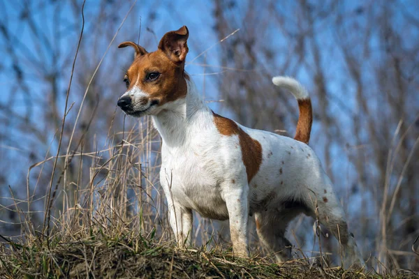 Hermoso Jack Russell Terrier Hierba — Foto de Stock