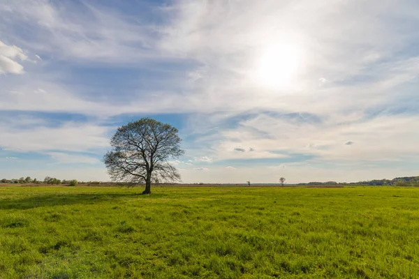 Ensamt Träd Fältet Sommardagen — Stockfoto