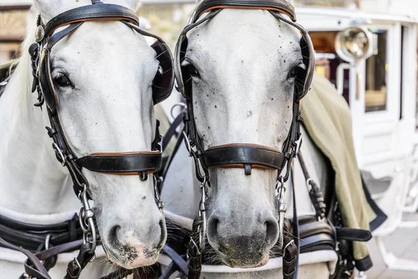 2 つの馬の頭 — ストック写真