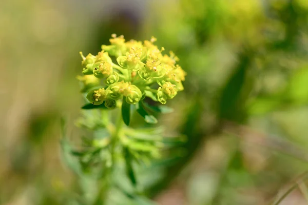 バイエルン州の花 — ストック写真