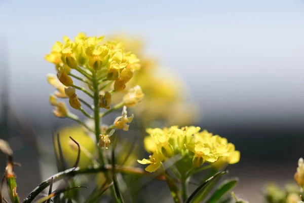 Envios de flores en Bavaria —  Fotos de Stock