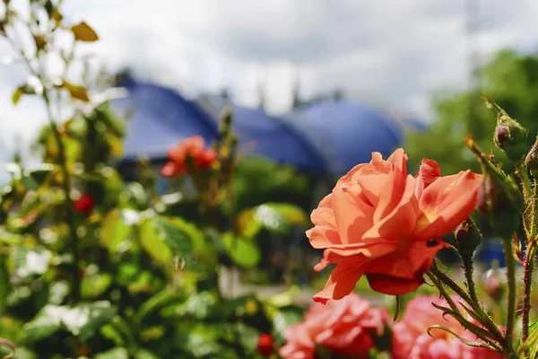 红玫瑰科隆 — 图库照片