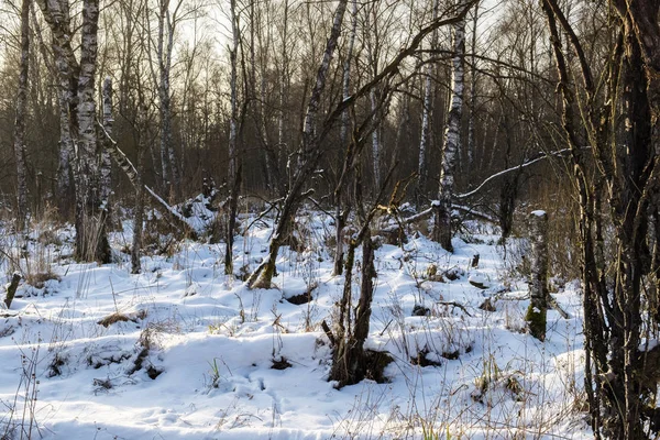 Birkenwald im Winter — Stockfoto