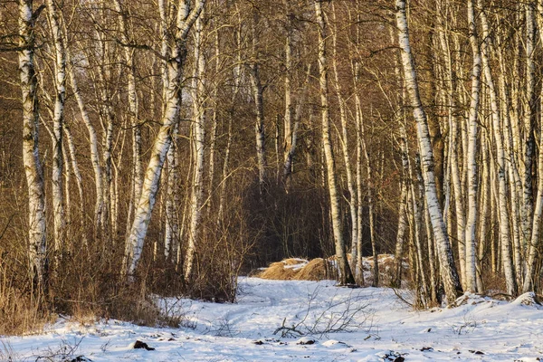 Kışın huş ağacı — Stok fotoğraf