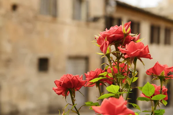 Flor con casas en el fondo —  Fotos de Stock