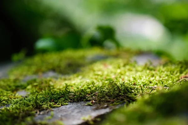 Moss at a wall of monastery Saeben — Stock Photo, Image