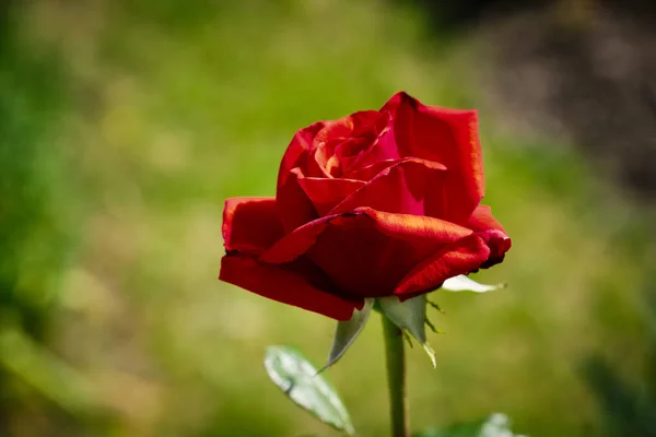 Red rose of monastery Saeben — Stock Photo, Image