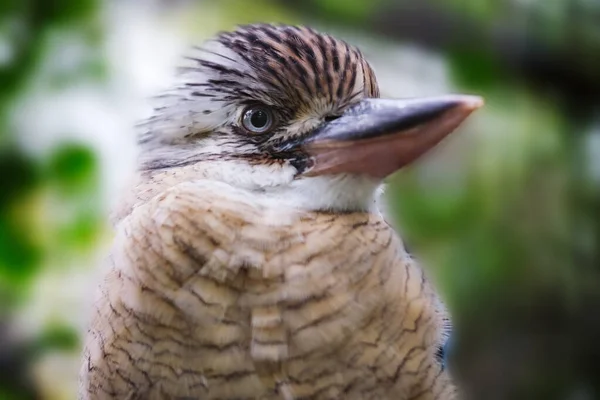 Bild eines nördlichen blauflügeligen Kookaburra — Stockfoto