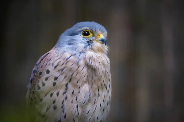 Immagine di un falco seduto — Foto Stock