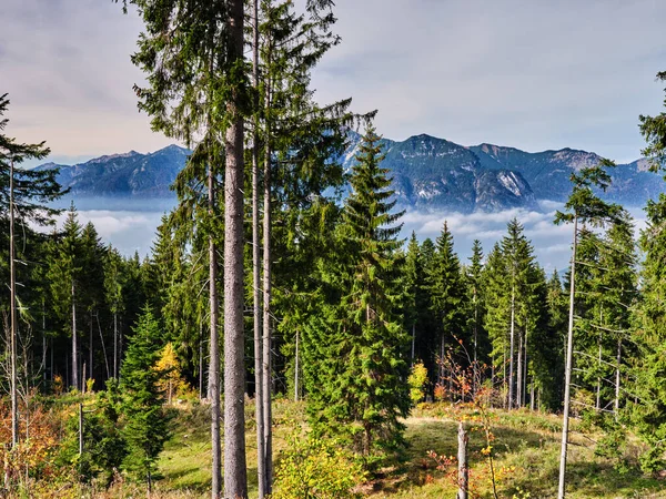 Árvores e floresta nos alpes de Garmisch-Partenkirchen — Fotografia de Stock