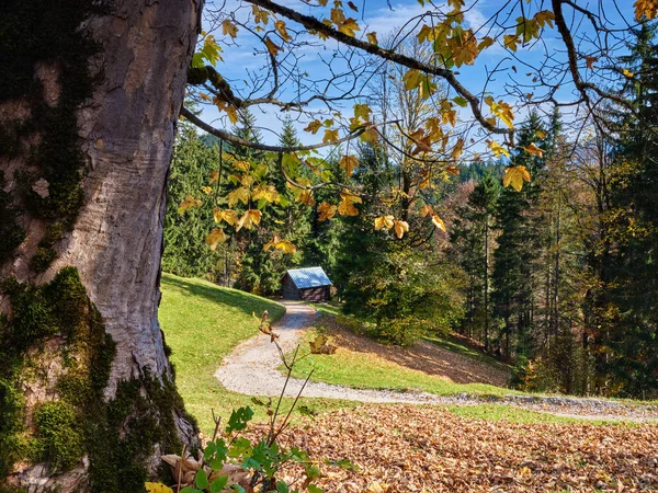 Bäume und Wald in den Garmisch-Partenkirchner Alpen — Stockfoto