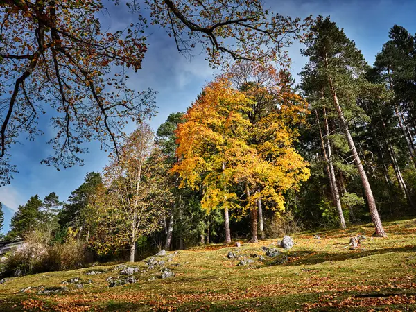 Schöne bunte Bäume in den Wäldern rund um Garmisch-Partenkirch — Stockfoto