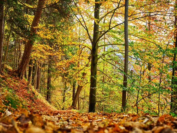 아름다운 색깔의 나무들 이 garmisch-partenkirch 주변의 숲 속에 있습니다. — 스톡 사진