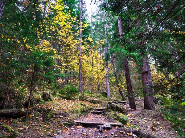 Hermosos árboles de colores en los bosques alrededor de Garmisch-Partenkirch —  Fotos de Stock