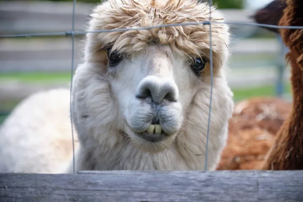 Porträtt bild av en alpacka — Stockfoto