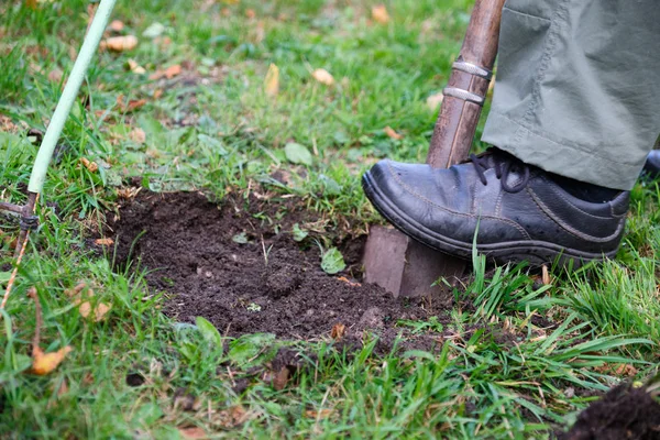 Close-up shovel digs hole in meadow — Stock Photo, Image