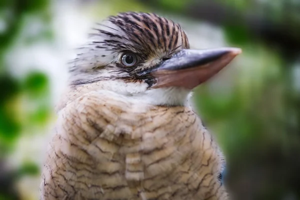 Imagem de um kookaburra-de-asa-azul-do-norte Fotos De Bancos De Imagens