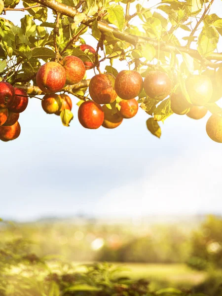 Apples Tree Sunlight Bavaria Germany — Stock Photo, Image