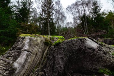 Sonbaharda yosun kaplı kütük.