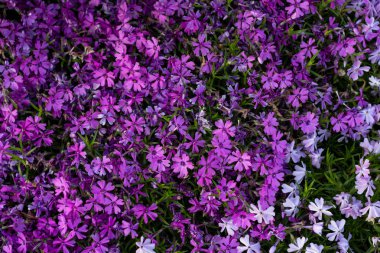 Moss Phlox bahçede