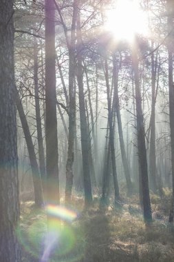 Güzel bir ormandaki ağaçların arasından güneş ışınları parlıyor.