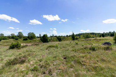 Heath manzara arka planı. Güzel doğa manzarası