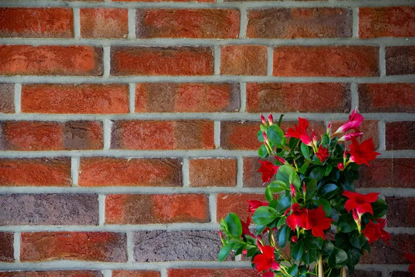 A Flower and a red brick wall Background. Naural plant and red textured wall