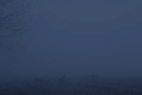 Four Deers Walking Fog Deers Fog Foggy Morning Landscape Beautiful — Stock Photo, Image