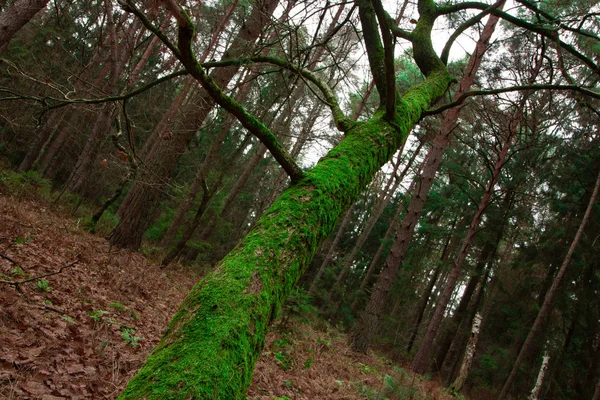 Ett Enda Träd Täckt Mossa Hösten — Stockfoto