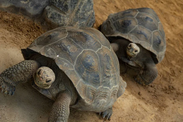 Two big galapagos tortoises walking in a row. Wildlife animals.