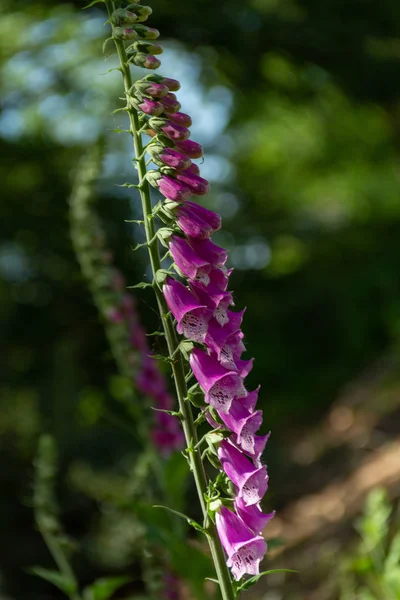 Flor Luva Raposa Roxa Selvagem Digitalis Purpurea — Fotografia de Stock