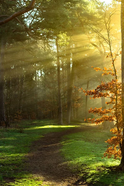 Solstrålar Skiner Genom Träden Vacker Skog — Stockfoto