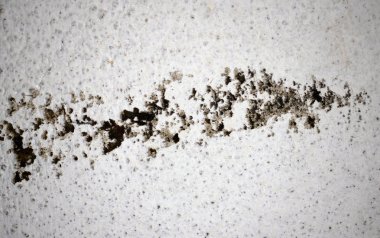 Beyaz bir duvarda siyah küf