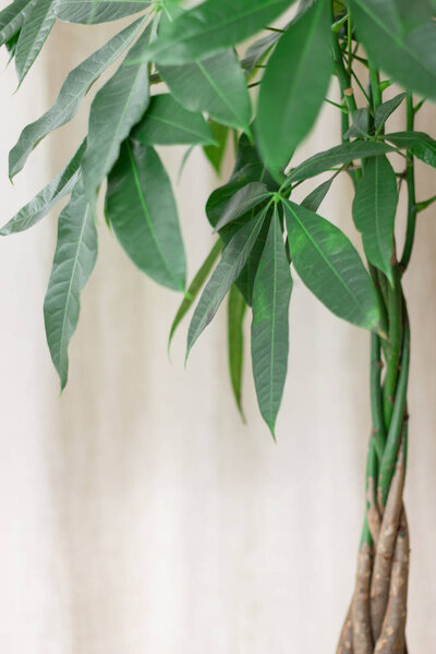 green Pachira Aquatica Money Tree with a braided tree trunk on a Brown Interieur Background