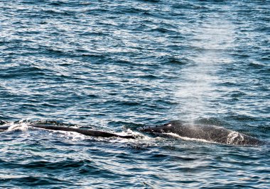Boston Limanı 'nda balina saati spreyi ve hava deliği