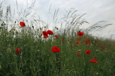 Tarlada açan kırmızı gelincik çiçekleri