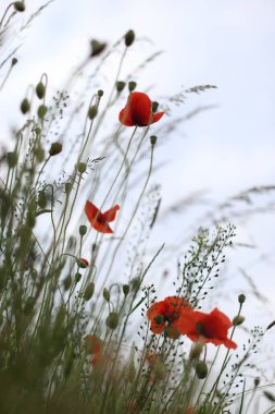 Tarlada açan kırmızı gelincik çiçekleri