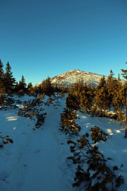 Krkonose 'de Frosty güzel bir gün, kış manzaraya karşı beyaz kar kaplı ağaçlar.