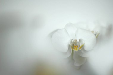 Açık arkaplanda beyaz orkidelerin yakın çekimi. Ayrıntı