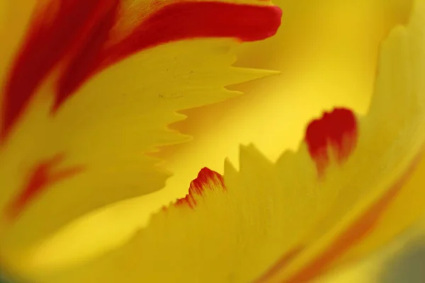 Orange and yellow flame tulip flower extreme macro close up. — Stock Photo, Image