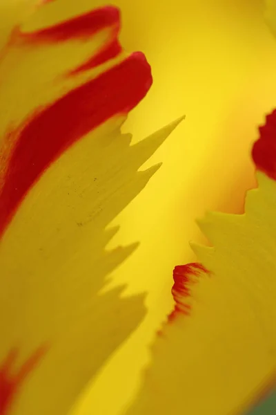 Oranje en gele vlam tulp bloem extreme macro close-up. Rechtenvrije Stockfoto's