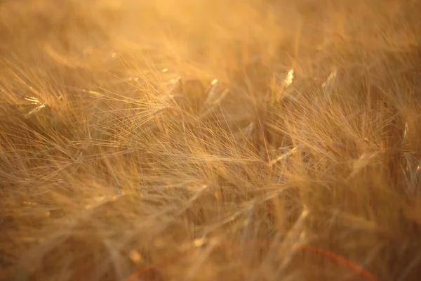 Campo de trigo dourado, detalhe da planta — Fotografia de Stock